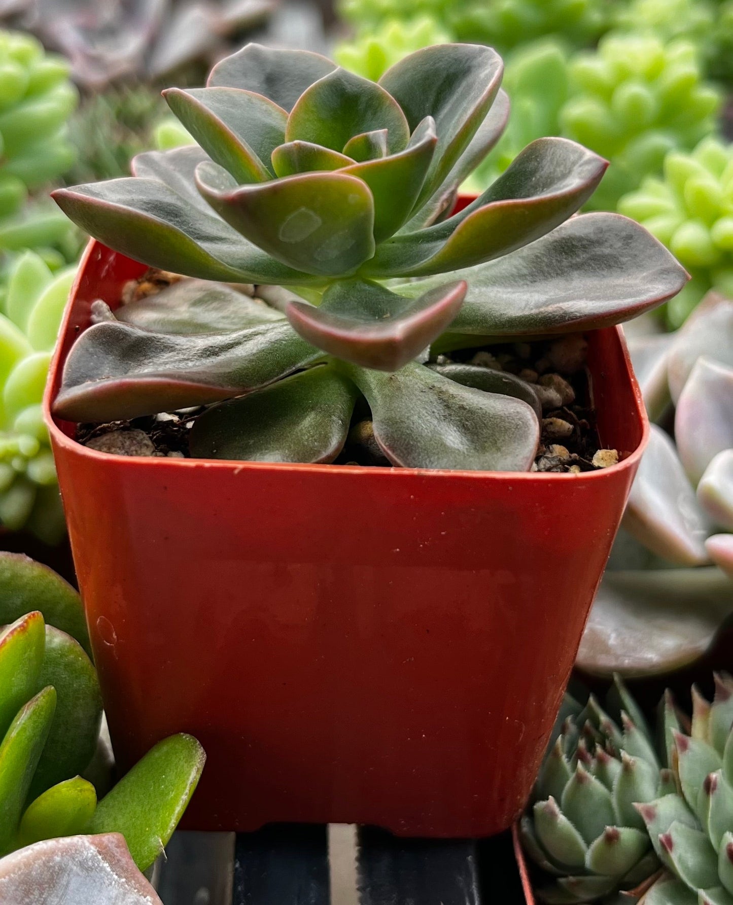 Echeveria Melaco Brown Rose