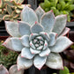 Echeveria Blue Bird