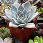 Echeveria Blue Bird