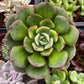 Echeveria Derosa