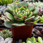 Echeveria Derosa