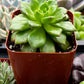 Echeveria Emerald Ripple