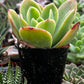 Echeveria Golden Glow