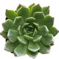 Echeveria Green Wheel
