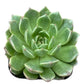 Echeveria Green Wheel