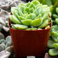 Echeveria Lime and Chile