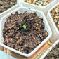 Echeveria Mix Seeds