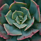 Echeveria Mix Seeds