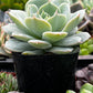 Echeveria Derenbergii (Painted Lady)