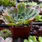 Echeveria Raindrops