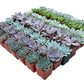 Bulk Echeveria Rosette Succulents