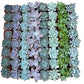 Bulk Echeveria Rosette Succulents