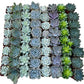 Bulk Echeveria Rosette Succulents