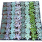 Bulk Echeveria Rosette Succulents