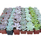 Bulk Echeveria Rosette Succulents