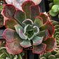 Echeveria Neon Breaker