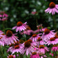 Echinacea Purpurea