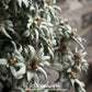 Edelweiss – 100 Seeds