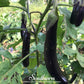 Long Purple Eggplant – 50 Seeds