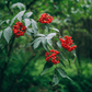 Elderberry Seed Collection (American Black • Red • Blue)