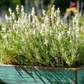 Ellagance Snow Lavender – 20 Seeds