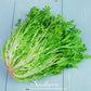 Green Curled Ruffec Endive – 200 Seeds