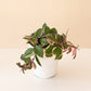 Endless Cascades® Shining Sea Star™