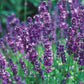 Lavender - English
