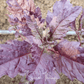 Red Oaxaca Epazote – 100 Seeds