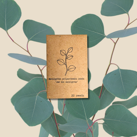 Eucalyptus Polyanthemos 'Silver Plate' Seeds