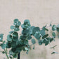 Eucalyptus Pulverulenta 'Baby Blue' Seeds