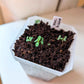 Eucalyptus Pulverulenta 'Baby Blue' Seeds