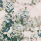 Eucalyptus Pulverulenta Baby Blue Seeds - Silver Leaved Mountain Gum - Powdered Gum - Mountain Silver Seeds - Rare and Viable Seeds