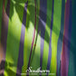 Rainbow Gum Tree Eucalyptus – 100 Seeds
