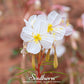 Pale Evening Primrose – 100 Seeds