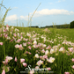 Showy Evening Primrose (Pink Ladies) – 100 Seeds