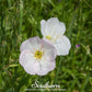 Showy Evening Primrose (Pink Ladies) – 100 Seeds