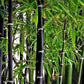 Exotic Black Bamboo - 300 Seeds - Ornamental Plant Privacy Screen