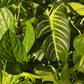 Kelp Mist Foliar Spray