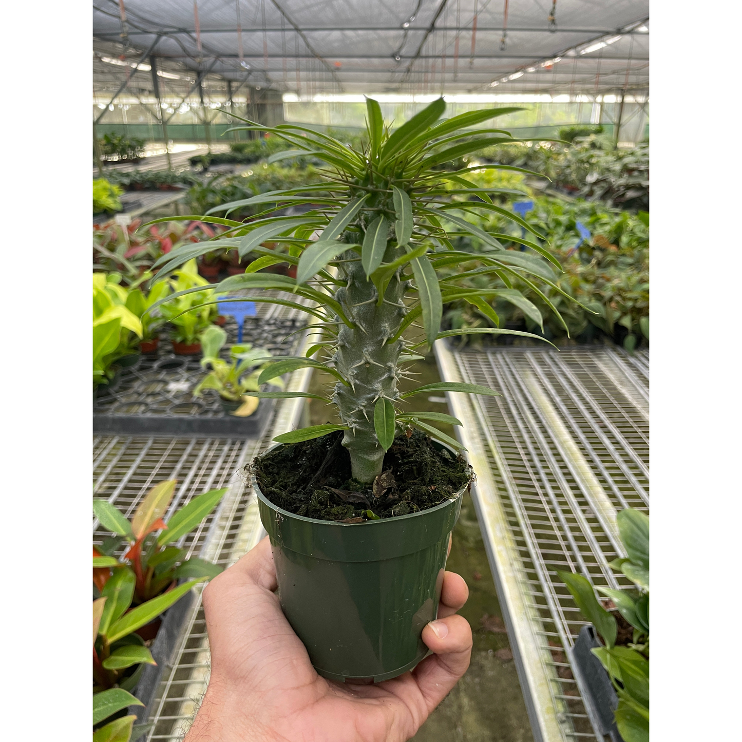 Pachypodium 'lamerei' (Madagascar Palm)
