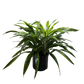 Dracaena 'Lemon Lime'