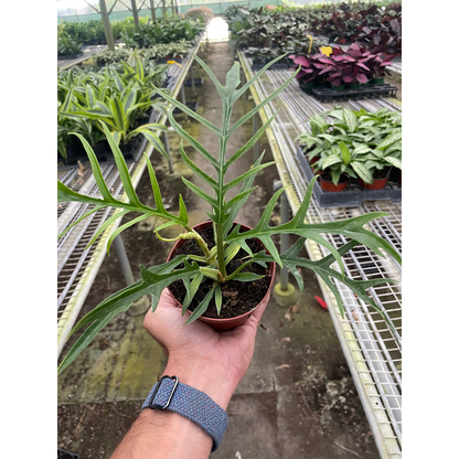 Philodendron 'Tortum'