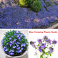 5 Types Of Seeds,Mix Creeping Thyme Seeds Ground Cover For Planting,Heirloom Non-GMO Thyme Purple, White, Red, Yellow Beautiful Perennial Flower