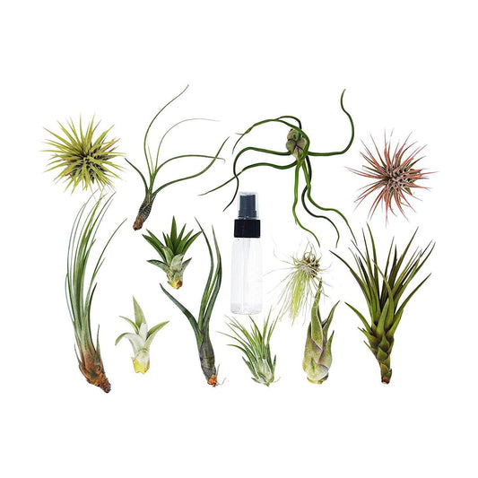 20 plantas de aire surtidas al por mayor con botella pulverizadora / 12 plantas diferentes
