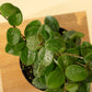 4" Hoya Mathilde Splash