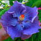 Fairy Dust Hibiscus Seeds - Perennial Flower Seed - Easy to Grow - Huge 10-12 Inch Flowers
