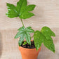 Fatsia Japonica 'Japanese Aralia' Seeds