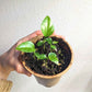 Fatsia Japonica 'Japanese Aralia' Seeds