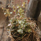 Faux Leaf Autumn Eucalyptus Artificial Stem