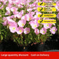 Baby's Breath, Sunflower, Cosmos, Daisy Four-season Seeds